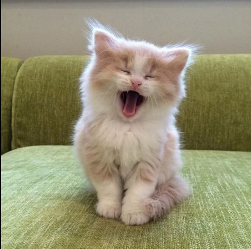 Ancient Mural of the 12 Chinese Zodiac Animals Features a Cat Instead of a Snake